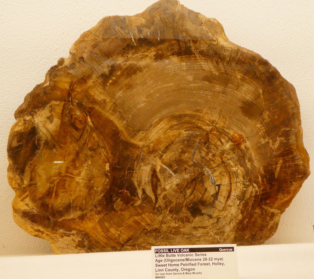 Paleontology 101 Petrified Wood from Oregon and Washington (Photo Diary)